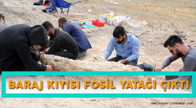 Baraj Kıyısından 280 Fosil Çıktı