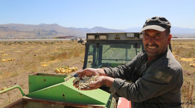 Develi’de Kabak Çekirdeği Hasadına Başlandı 