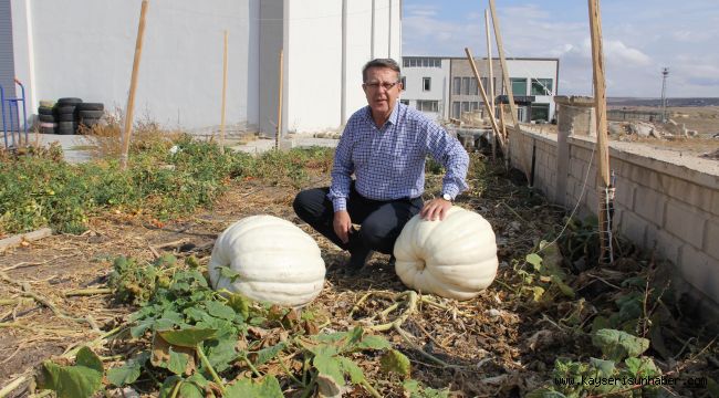 Çiftçilere örnek, dev kabaklar yetiştirdi