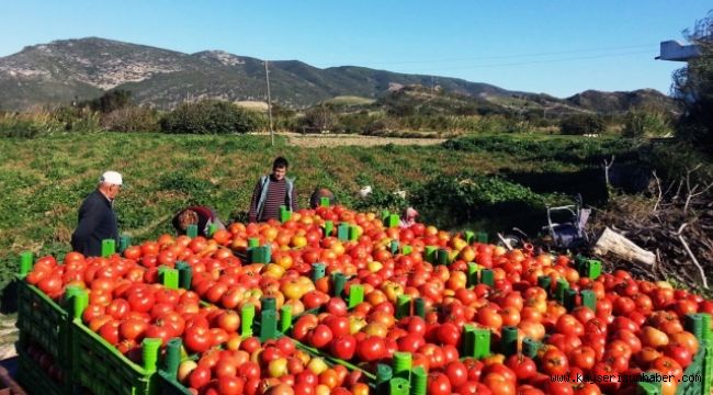 Rusya, Türk domatesini yine geri gönderdi