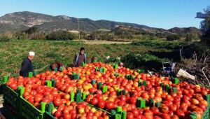 Rusya, Türk domatesini yine geri gönderdi