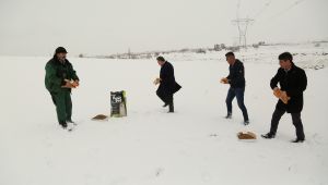 Başkan Cabbar, hayvanlar için doğaya yiyecek bıraktı