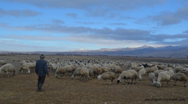 Çobanlar hem kış şartları hem de arazi şartları ile mücadele ediyor