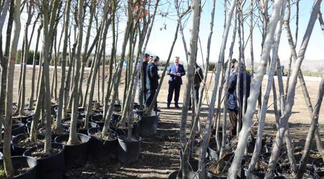 Melikgazi için tırlarla ağaçlar geliyor