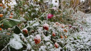 Meteoroloji'den 'Zirai don' uyarısı