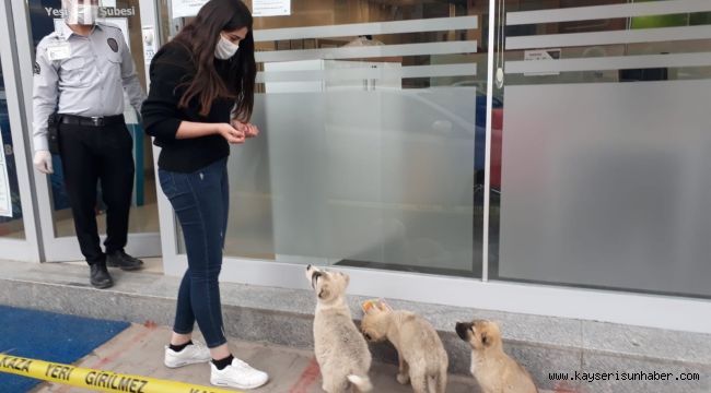 Yiyecek bulmakta zorlanan sokak hayvanlarına vatandaş desteği