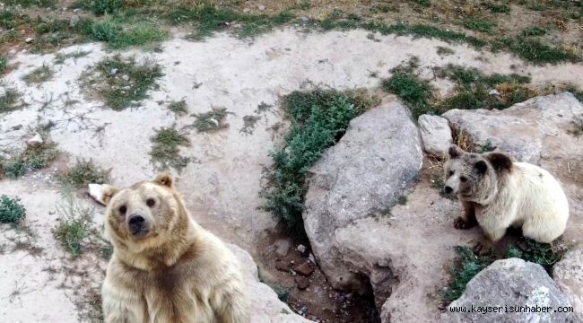 Dron gören ayılar gülümsetti