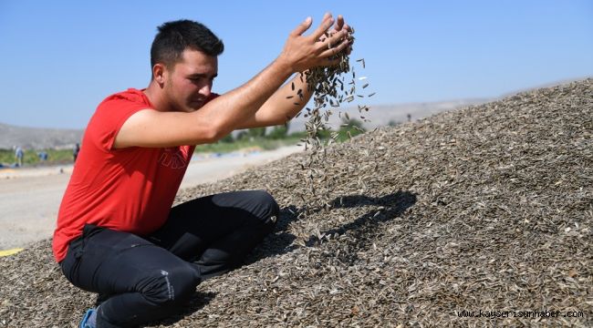 Kayseri'de Ay Çekirdeği Hasadı Başladı