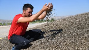 Kayseri'de Ay Çekirdeği Hasadı Başladı