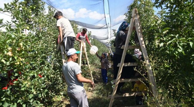 Kayseri'de elma hasadı başladı