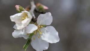 Son cemre toprağa düştü