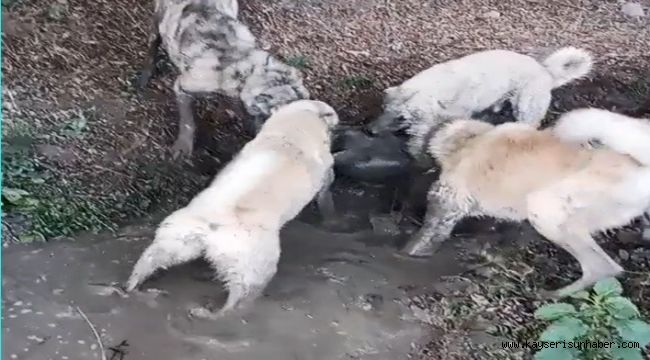 Köpek dövüşünü sosyal medyadan yayınlayan şahsa işlem yapıldı