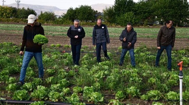 Kayseri'de ilk kez "ıceberg marul" ekildi