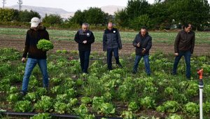 Kayseri'de ilk kez "ıceberg marul" ekildi