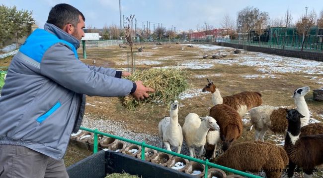 Hayvanlara zorlu kış şartları hissettirilmiyor