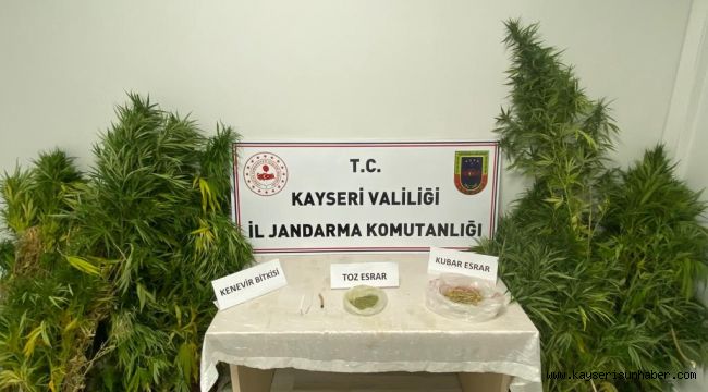 Evinde kenevir yetiştiren şahıs jandarmadan kaçamadı