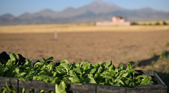 Genç çiftçiler Erciyes'in eteğinde marul üretiyor