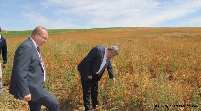 Başkan Altun ve Kaymakam Gülen'den ihtiyaç sahipleri için Aspir hasadı