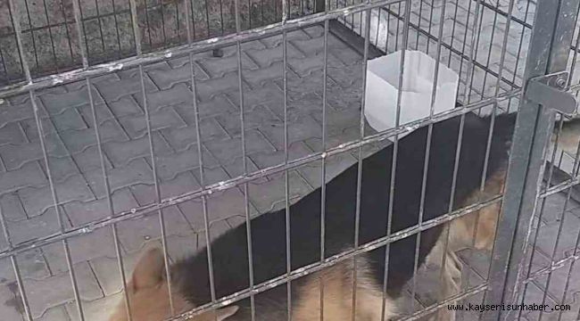 Gence saldıran köpek yakalandı, bakıcısına işlem yapıldı