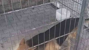 Gence saldıran köpek yakalandı, bakıcısına işlem yapıldı