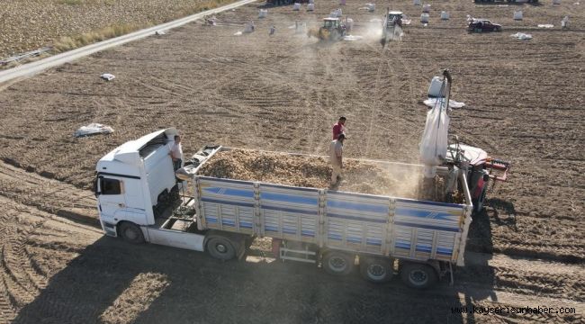 Tomarza'da Patates Hasadı Başladı