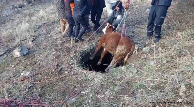 Çukura düşen buzağıyı itfaiye kurtardı