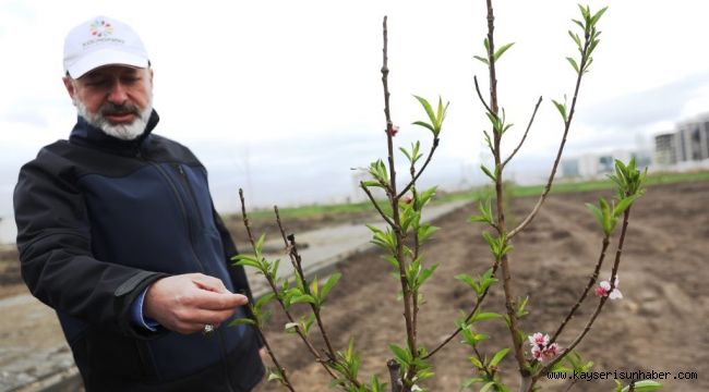 Başkan Çolakbayrakdar: "Kayseri'nin ilk meyve bahçeli parkı ile çocuklar dalından meyve yeme imkanı bulacak"