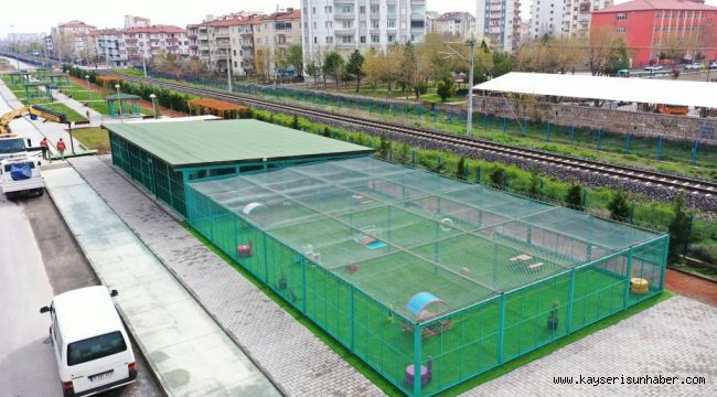 Bu kasabada kediler otel konforunda yaşıyor