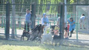 Büyükşehir Hayvanat Bahçesi'nin misafirlerine bayramda ziyaretçi akını