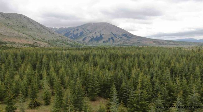 Kayseri'nin Belgrad'ı Berçin Ormanları