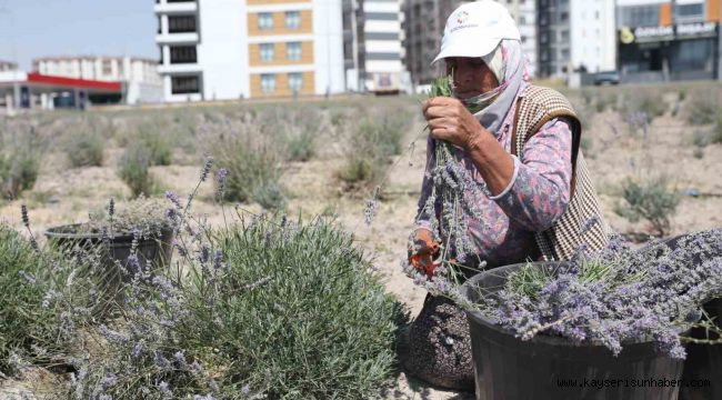 Kayseri'nin parfüm kokan mahallesi: Erkilet