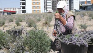 Kayseri'nin parfüm kokan mahallesi: Erkilet