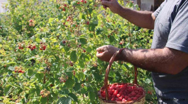 'Olmaz' denileni hobi olarak yaptı, Kayseri'deki tek ahududu bahçesini kurdu