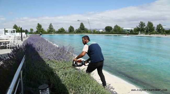 Büyükşehir 160 bin lavantanın hasadına başladı