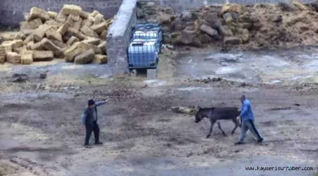 Çiftliği basıp, eşeği bıçaklayarak, atları zehirleyerek öldürdüler