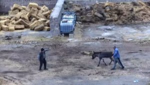 Çiftliği basıp, eşeği bıçaklayarak, atları zehirleyerek öldürdüler