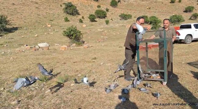 Tedavileri yapılan güvercinler doğaya yeniden salındı