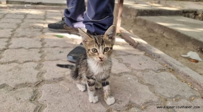 Yavru kediyi alevlerin arasından itfaiye ekipleri kurtardı