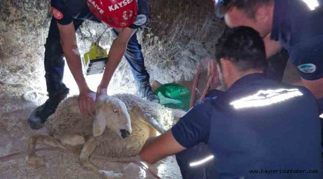 30 metrelik kuyuya düşen koyunu itfaiye kurtardı