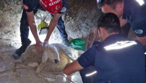 30 metrelik kuyuya düşen koyunu itfaiye kurtardı