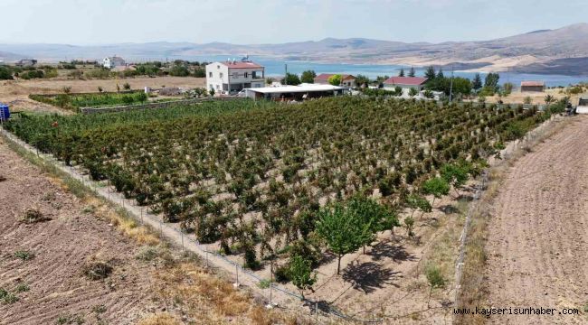 Kayserililer böğürtleni dalında yiyor