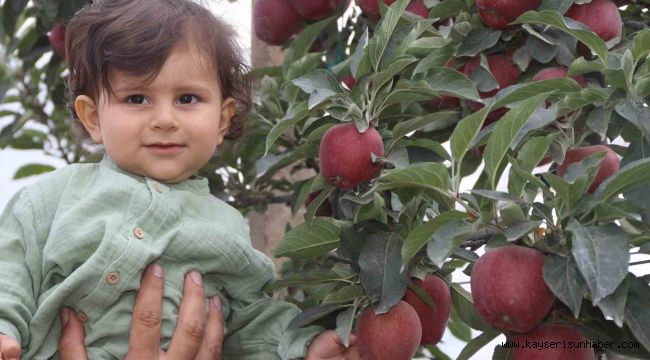 Yahyalı'da elma hasadı başladı