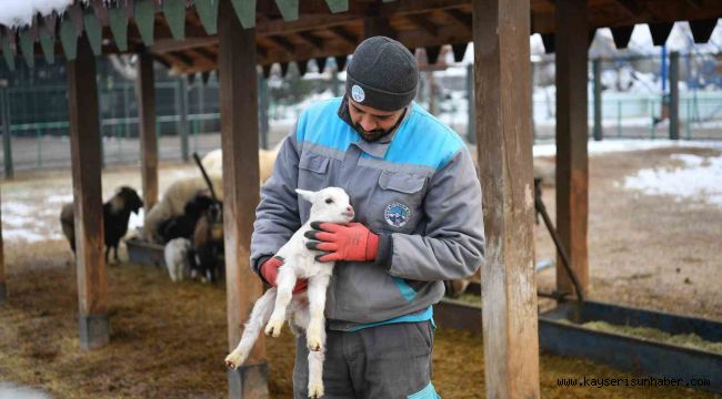 Hayvanat bahçesi misafirlerine kış desteği