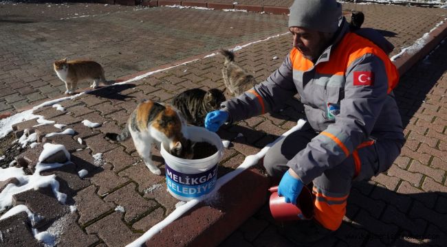 Melikgazi Belediyesi kar yağışı sonrası sokak hayvanlarını unutmadı