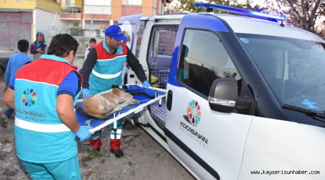 Küçük Dostlar Ambulansı ile 8 bin 753 can kurtarıldı