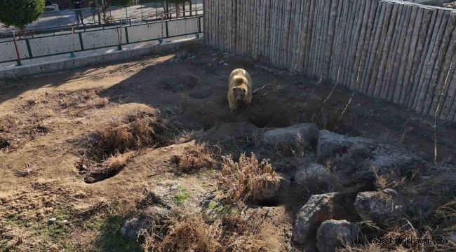 Kayseri'deki ayılar kış uykusuna yatmadı