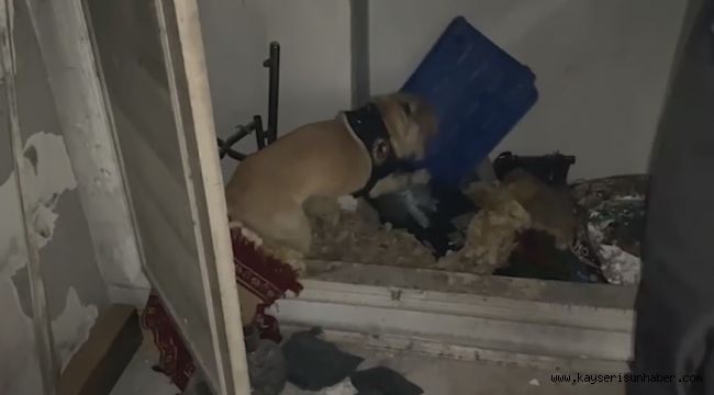 Narkotik köpeği 'Jack' suçluların peşinde