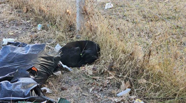 Sevdiği köpeğin ısırdığı ortaokul öğrencisi yaralandı