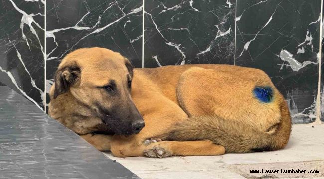 Yaralı köpek, büyükşehir ile yeniden hayata tutundu